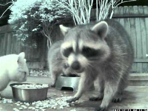 Two Raccoons vs Cat - Royal Rumble - YouTube