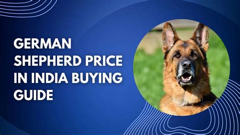 German Shepherd Price in India Buying guide 2023- CAREDOGS