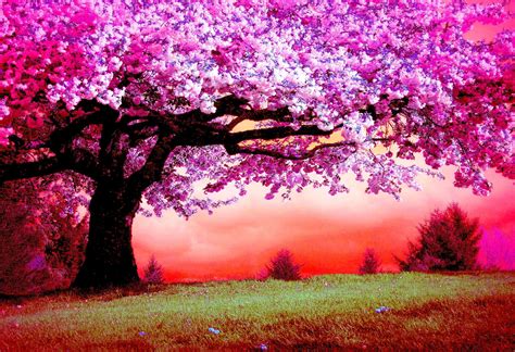 🔥 [26+] Pink Tree Wallpapers | WallpaperSafari