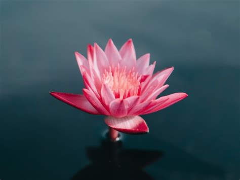 Lotus Flower Buddhism Ks1 | Best Flower Site