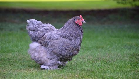 Cochin Chicken Breed, Care, Facts, Eggs, Sale, Pics and All Information