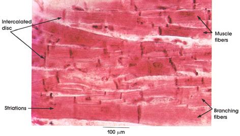 Cardiac Muscle Cell Under Microscope