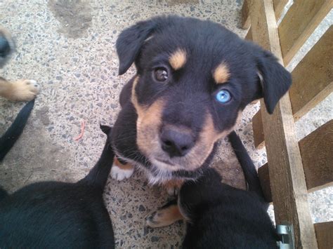 Trends For Rottweiler Husky Mix