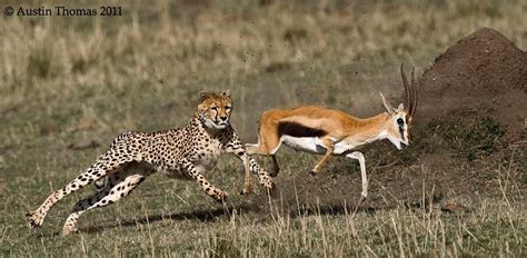 Cheetah chasing Gazelle...