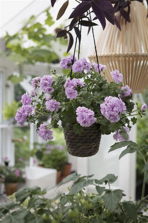 17 Beautiful Trailing Flowers for Hanging Baskets