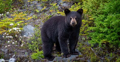 California: Save Black Bears from Ruthless Hunters!