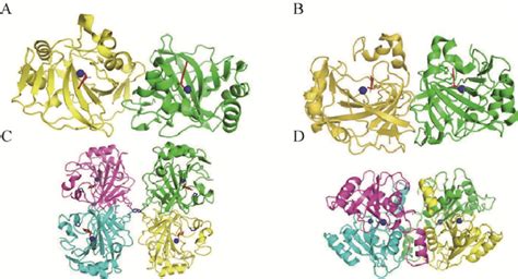 The four typical quaternary structure of carbonic anhydrase. The zinc... | Download Scientific ...