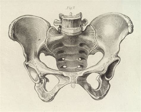 Diagram of the female pelvis | Wellcome Collection