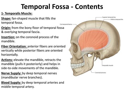 PPT - The Temporal Region And Temporo -Mandibular Joint (TMJ ...