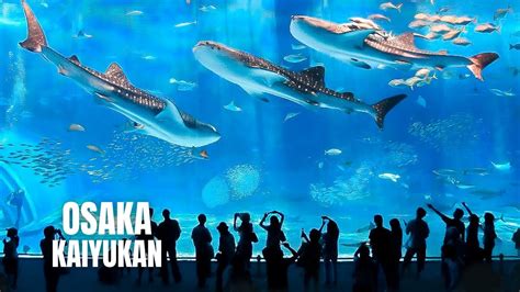 Osaka Aquarium Kaiyukan Walking Tour (2023) (4K HDR) - YouTube