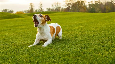 Dog Barking at Strangers? 5 Tips to Get Them to Stop!