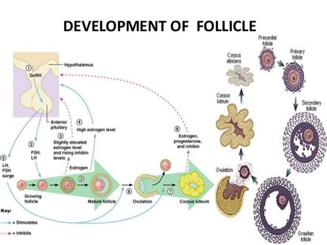 Proliferative phase