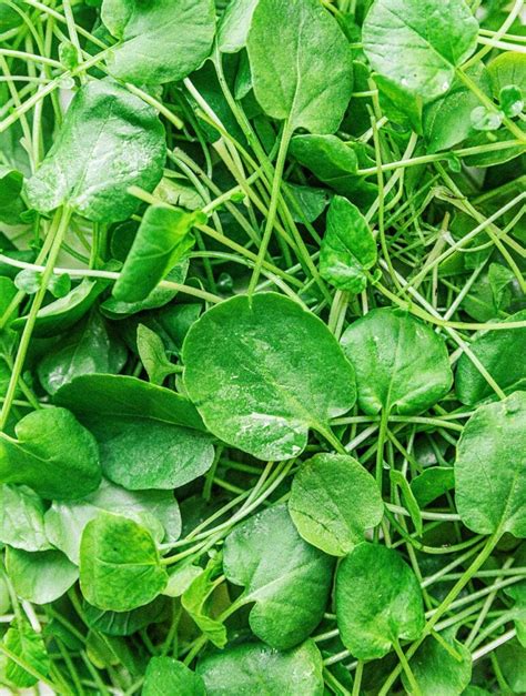 Watercress 101: What Is Cress? (+ Varieties!) | Live Eat Learn