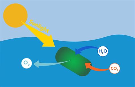 Does Algae Produce Oxygen? | Atlas Scientific