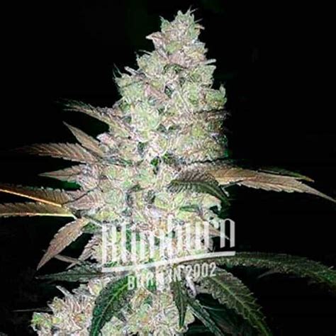 Apple and Banana | Buy Weed Seeds Online | Free Shipping