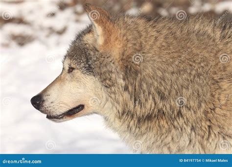 Wolf Side Profile Stock Image | CartoonDealer.com #185959015