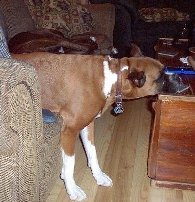 Boxer Dog Breed Pictures, 12