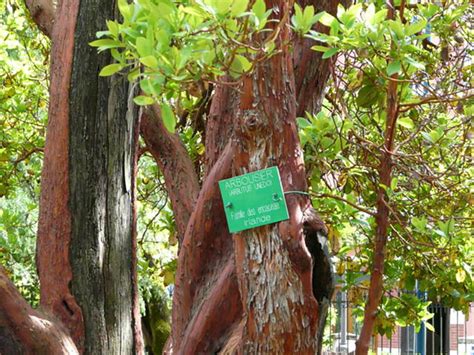 Arbutus: how to grow it - TMH Garden