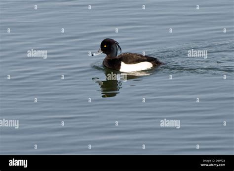 Male tufted duck Stock Photo - Alamy