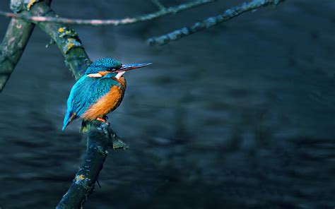 17+ Kingfisher Bird Hd Images Pictures - Wallpaper HD Collections