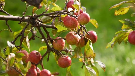 Apple Harvesting I Ardress House | National Trust