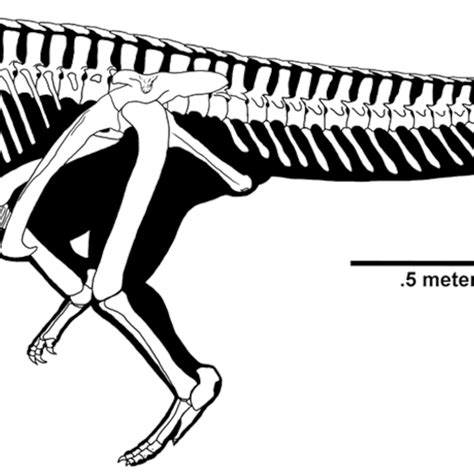 Postosuchus Skeleton