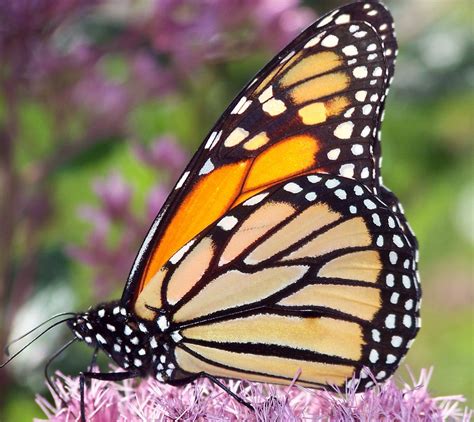 Free photo: Butterfly, Monarch, Insect, Orange - Free Image on Pixabay ...