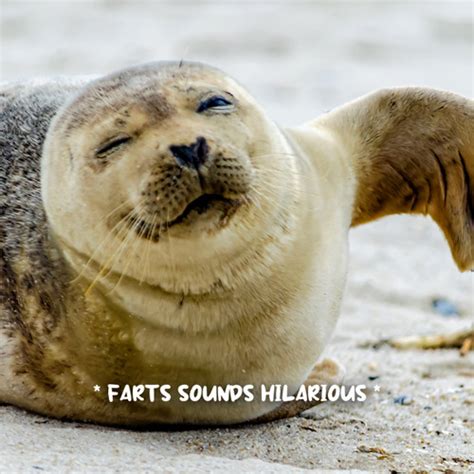 Stream Fart Sound Effect | Listen to * farts sounds hilarious ...