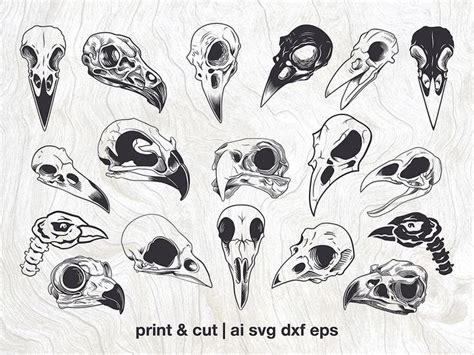 Bird Skull Tattoo, Crow Skull, Skull Art, Animal Skull Tattoos, Raven ...