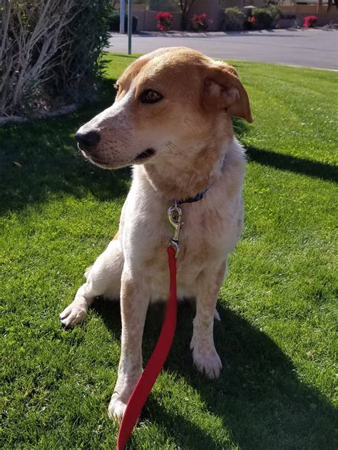 Smiley – 1-year-old male Red Heeler/Hound Mix ADOPTED - Arizona Cattle Dog Rescue