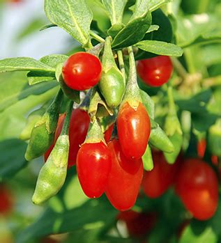 Buy Goji Berry Plants for Sale (Lyceum barbarum) | Willis Orchard Company