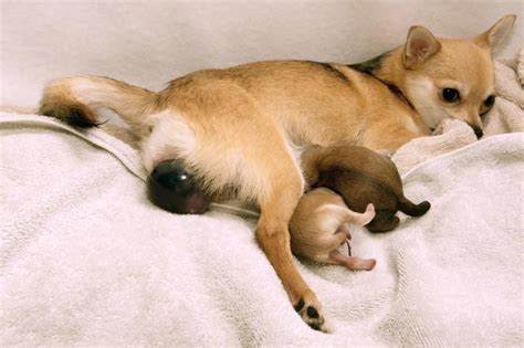 How Do You Know When Your Dog Is About to Give Birth? | Pregnant dog, Puppies, Baby puppies