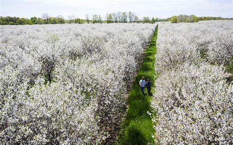 Door County Cherries - Experience | Destination Door County