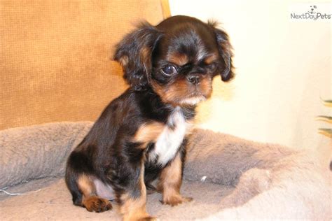 English Toy Spaniel puppy for sale near Bozeman, Montana | d992160e-5c31