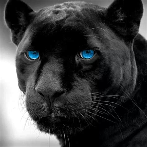 1000+ images about Panthers on Pinterest