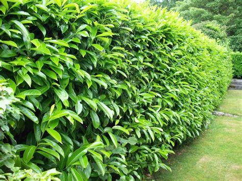 Bring Your Laurel Hedge to Life with Our Spacing Guide | Mathias Nurseries | Mathias Nurseries