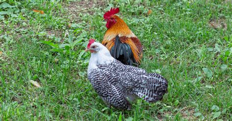 Welsummer Chickens: All About the Breed & Caring for Guide - Sharp Farm ...