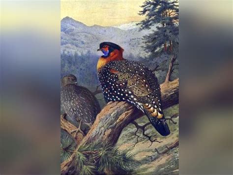 Western Tragopan: All you need to know about Indian bird facing ...