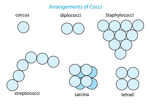 Espectro cocos bacteria - speedworldhobao.es