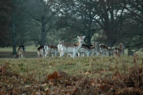 Deer Park Powderham Castle © Brian Bailey cc-by-sa/2.0 :: Geograph Britain and Ireland