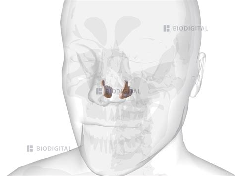 Inferior nasal concha | BioDigital Anatomy