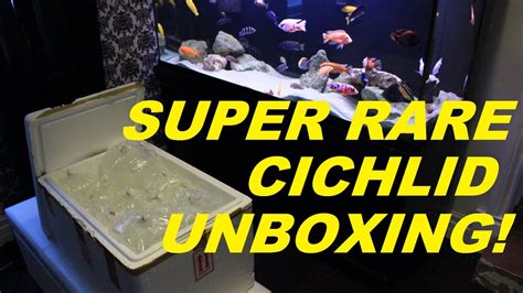 Picked Up an Extremely Rare Cichlid Today - YouTube