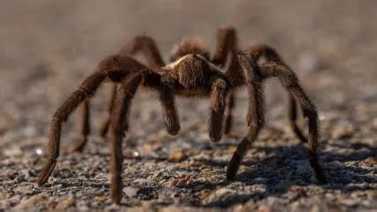 Brown Tarantula | Oklahoma Department of Wildlife Conservation