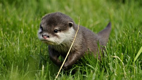 Cute Baby Otter : Otters