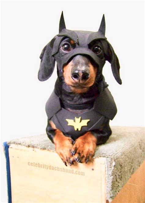My super hero😍😍😍 | Cute animals, Dog halloween, Pet costumes
