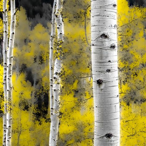 Aspen Tree Wall Art Landscape Wall Art Aspen Trees Autumn - Etsy