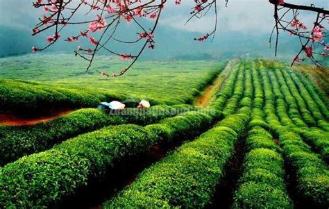 Hangzhou Charming Shifeng Longjing Tea Garden