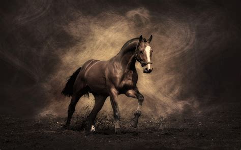 HD Horse Wallpapers - Top Free HD Horse Backgrounds - WallpaperAccess