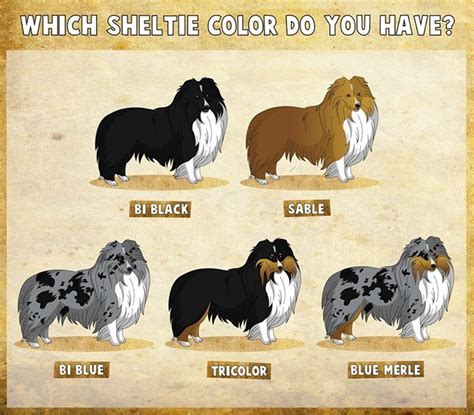 Shetland Sheepdog colors | I love my sheltie | Pinterest | Shetland ...