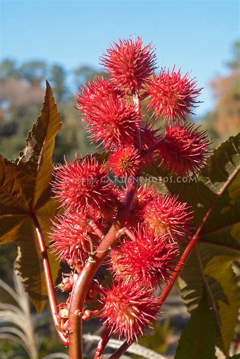 Ricinus communis Castor Bean Plant Toxic | Plant & Flower Stock Photography: GardenPhotos.com